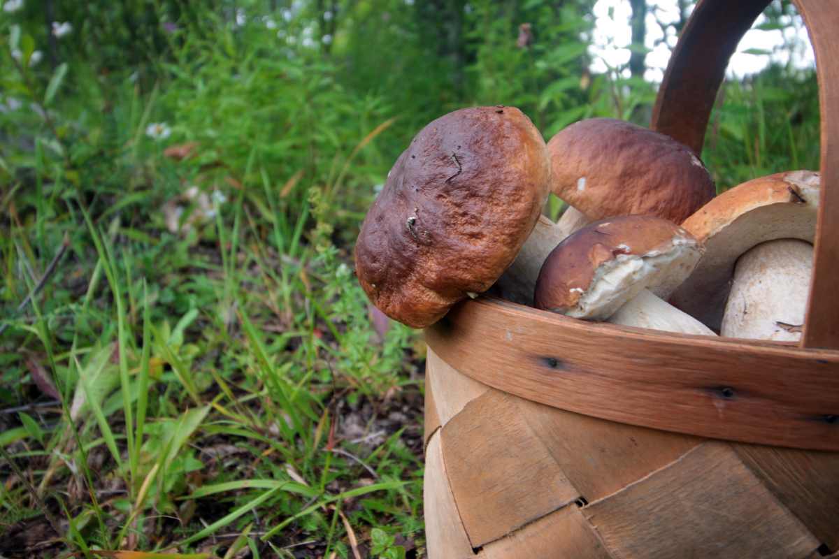 Cestino di funghi nel bosco