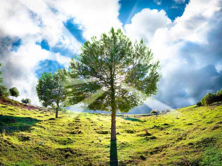 alberi in mezzo al verde