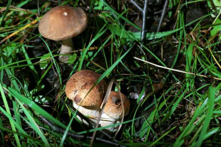 Funghi porcini nel bosco